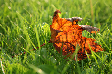 autumn leaf