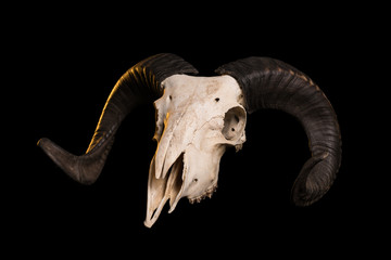 Naklejka premium Ram skull with horns
