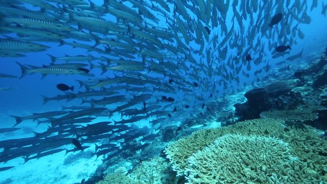 School of chevron barracuda (Sphyraena genie) swimming close to coral reef at Maratua Island, Kalimantan 