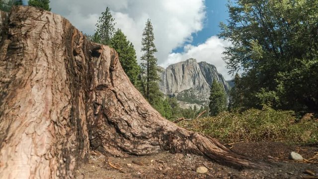 Yosemite National Park Reveal. From behind a tree stump, Yosemite Falls is revealed as fast moving clouds blow through Yosemite National Park.