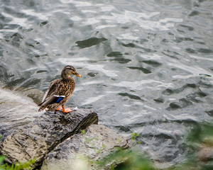 Duck