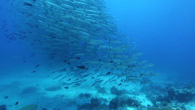 School of chevron barracuda (Sphyraena genie) swimming close to coral reef at Maratua Island, Kalimantan 