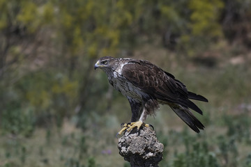 Bonellis eagle (Aquila fasciata)