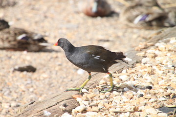 Moorhen steppin out