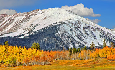 Golden aspens and a snow-capped mountain as fall comes to Summit County, Colorado