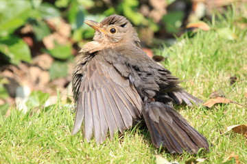 Young blackbird fluff it's feathers
