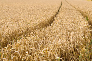 Field of wheat with tractor tracks.