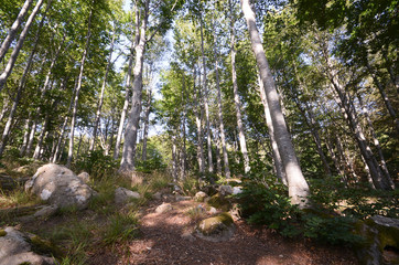 Alberi nel bosco - Appennino Tosco Emiliano