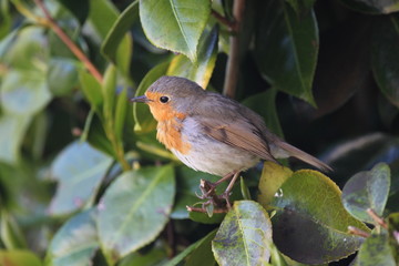 Robin in a bush