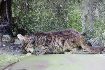 homeless exhausted kitten eats feed on the street.