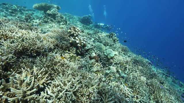 Beautiful coral gardens alive with reef fish at Kakaban Island, Kalimantan 