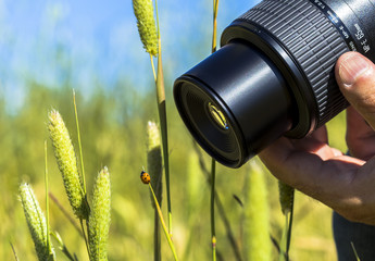 Naklejka premium Ladybug on a grass and a photographer catching her