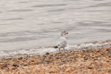 Seagull Standing on shore with Chicken Bone