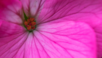 Pink flower petals closeup