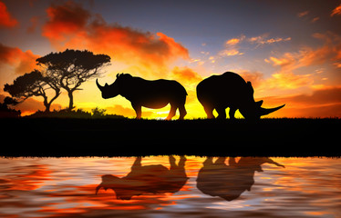 Rhinocéros au coucher du soleil