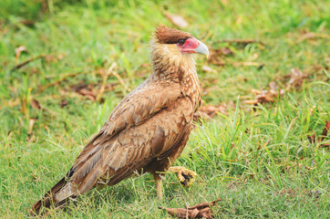 Brown hawk over the green grass called Caracara. Brown Caracara bird from Pantanal, Brazil.