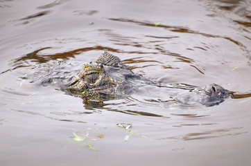 Alligator swimming and floating on the waters of a Pantanal river, Brazil. Alligator only with its head out of the water lurking for some prey.