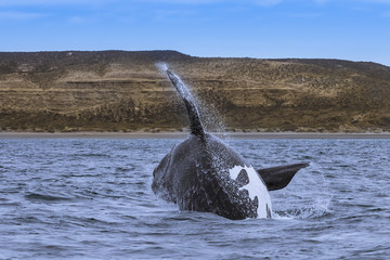 Naklejka premium Whale Patagonia Argentina