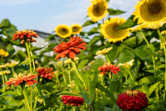 sunflowers in garden with front view of small red flowers happy summer mood