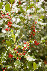 a lot of fruits hanging on a tree with bright sunlight