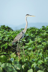 Garca-Moura bird on the top of a tree over the green foliage on Pantanal region, Brazil. Bird with a long neck, gray feathers, a long beak, yellow eyes, black head and long legs.