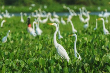 Huge group of white egrets above green vegetation of a flooded plain of aguape in Pantanal, Brazil. Bird also known as Garca-Branca-Grande in Brazil.