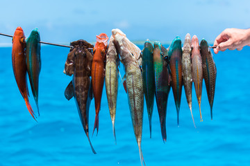     Harpoon fishing in French Polynesia, colorful fishes, parrot fishes on the arrow   © Pascale Gueret