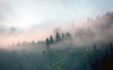 morning mist in mountain forest - obrazy, fototapety, plakaty