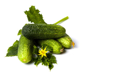 Fresh cucumbers with flower isolated