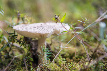 single mushroom with big hat