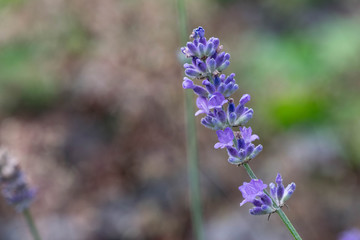 Lavender Flowers with green park background.