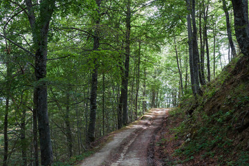 percorso nel verde bosco pieno di alberi, parco nazionale monti della laga cesacastina crognaleto, provincia di teramo italia abruzzo