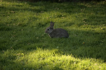 Bunny in the grass