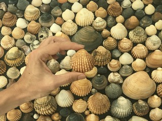 hand of a caucasian woman hanging a shell