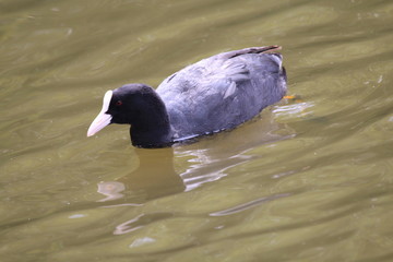 Coot swimming