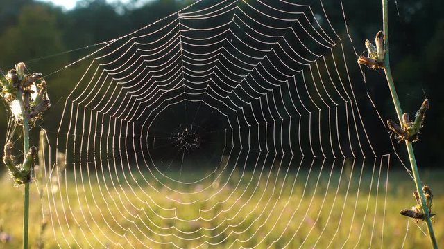 Closeup of morning dew on spiderweb