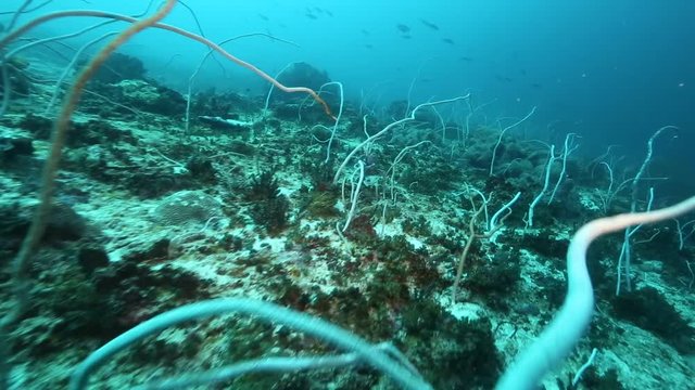 
Drift diving over spiral whip coral (cirrhipathes spiralis) at Kakaban Island, Kalimantan, Indonesia 