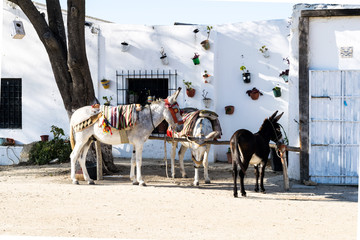 Donkeys