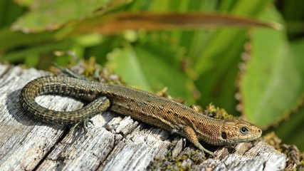 Junge Waldeidechse (Zootoca vivipara) auf Holzbohlenweg 
