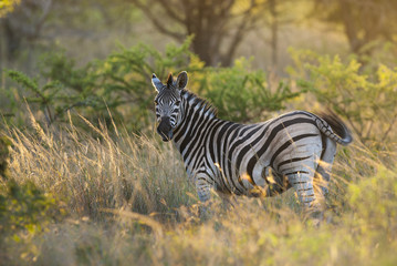 Common Zebra, South, Africa