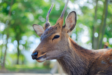 奈良の鹿