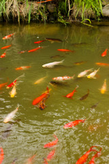 Carp Koi red in the house pond