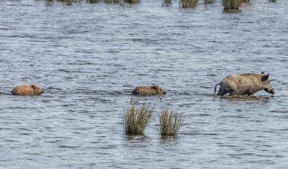 Wildschweinen mit frischlingen