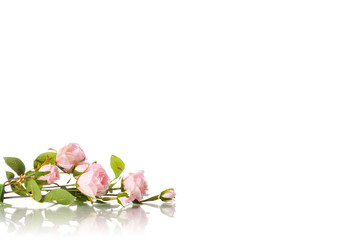 Sprig of small pink roses isolated
