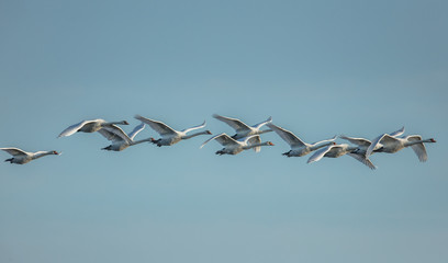 schw&auml;ne im flug