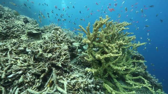 Healthy and broken hard corals side by side at Kakaban Island 