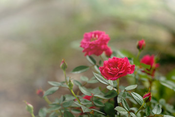 beautiful pink roses in the  garden