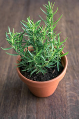 Pot with rosemary on wooden background