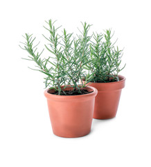 Pots with rosemary on white background