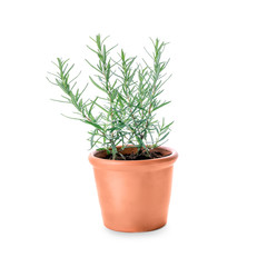 Pot with rosemary on white background